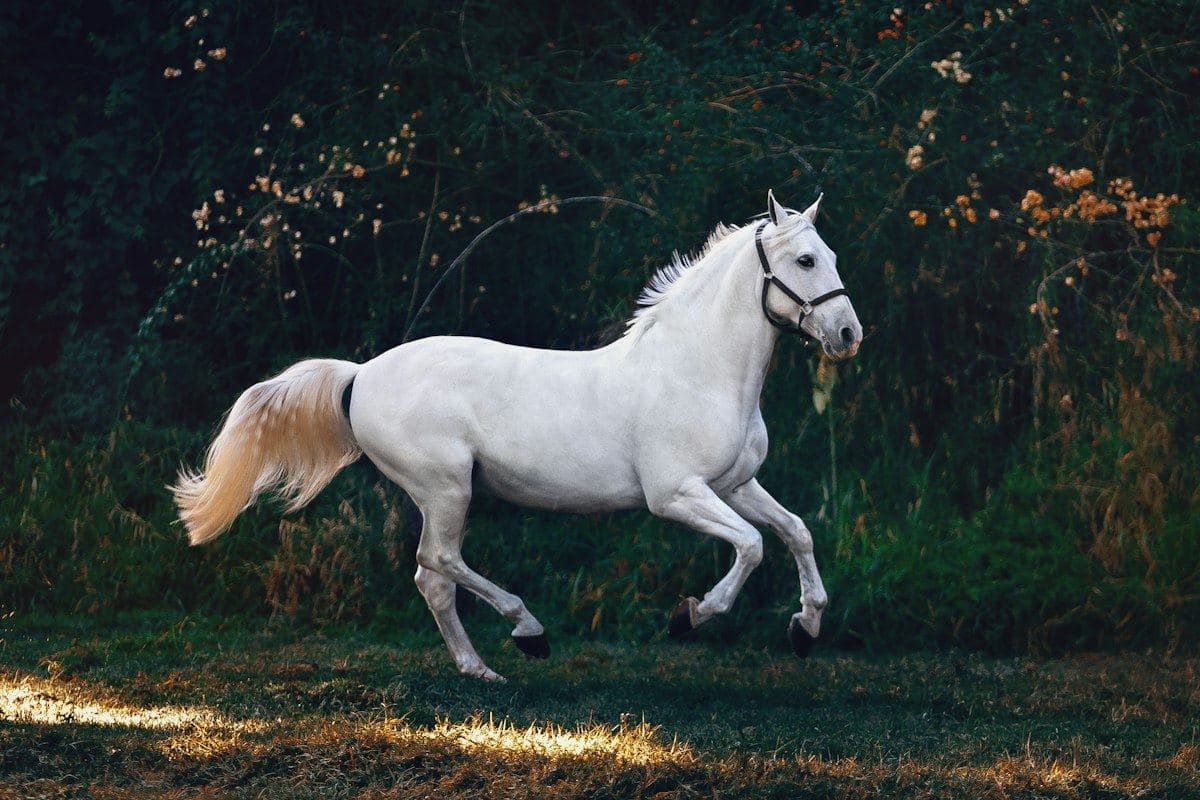 Cabalgata por la sabana de Chía